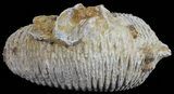Cretaceous Fossil Oyster (Rastellum) - Madagascar #54474-1